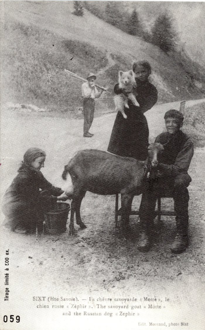 Carte postale de "La chèvre savoyarde "motte" et le chien "Zéphir"" à Sixt