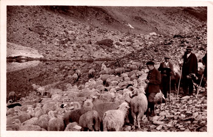 Troupeau de moutons aux environs de la Vogealle