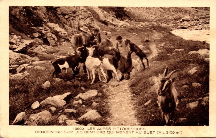 Photo sur le sentier menant au Buet, rencontre avec les chèvres