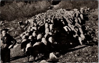 Les moutons descendant du Boret