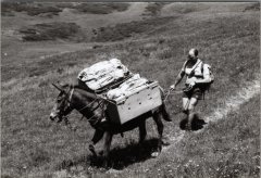 Photo d'un ravitaillement au refuge d'Anterne avec la mule, Olivier MOGENIER
