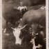 RICHARD Ludivine avec les vaches -1947
