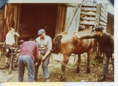 La jument "Poupée" avec le maréchal ferrant